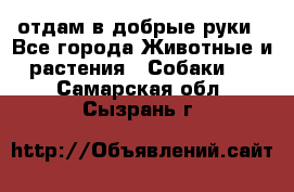 отдам в добрые руки - Все города Животные и растения » Собаки   . Самарская обл.,Сызрань г.